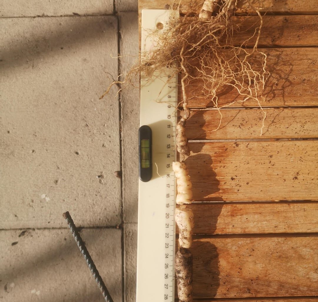 Mexikanische Minigurke: Speicherwurzel gebrochen - trotzdem noch Hoffnung?