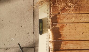 Mexikanische Minigurke: Speicherwurzel gebrochen - trotzdem noch Hoffnung?