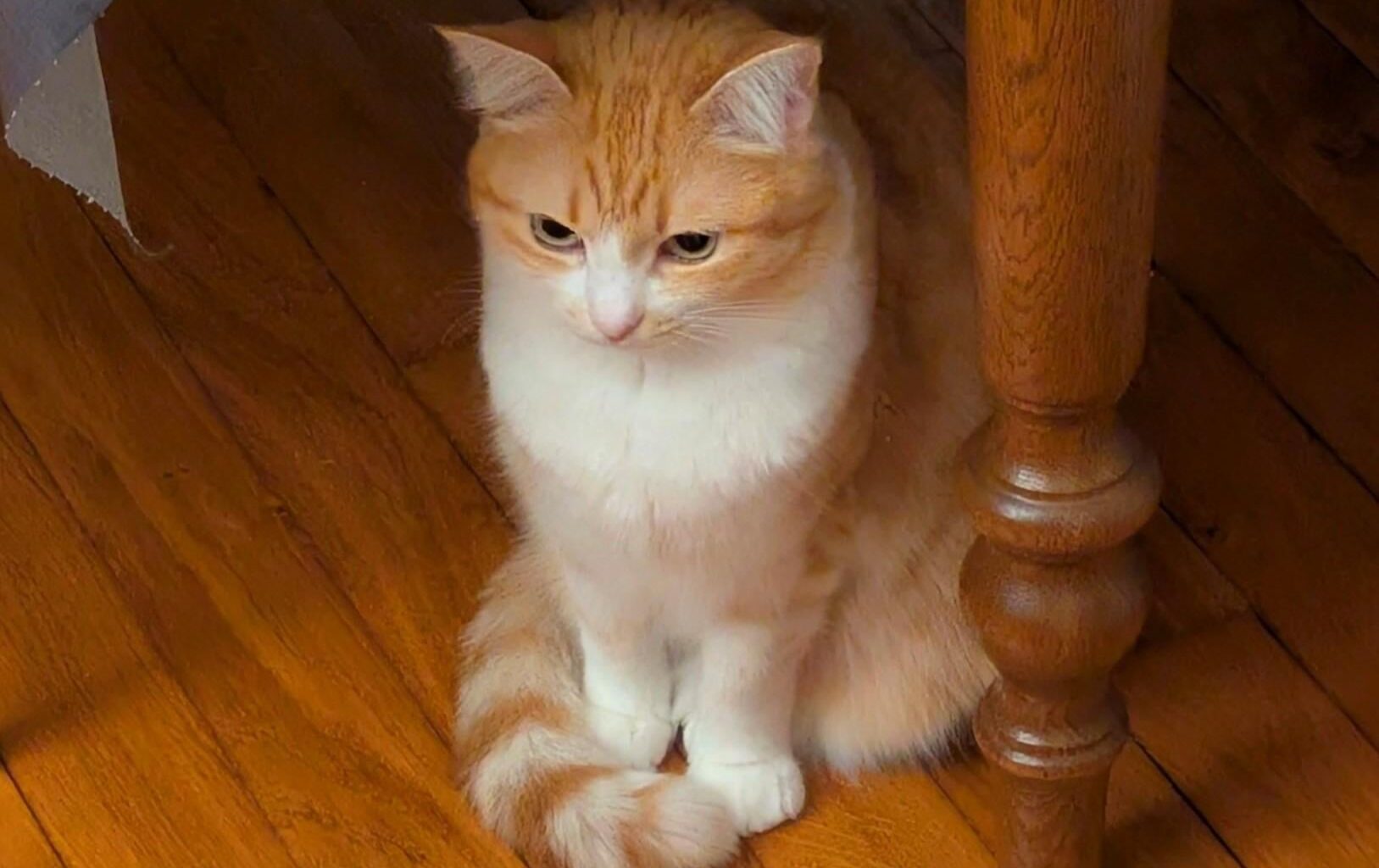 « En cas de maltraitance animale, nous vérifierons systématiquement qu'il n'y ait pas d’autres violences au sein du foyer »