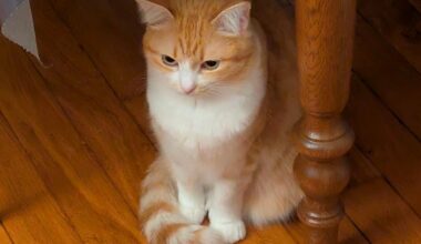 « En cas de maltraitance animale, nous vérifierons systématiquement qu'il n'y ait pas d’autres violences au sein du foyer »