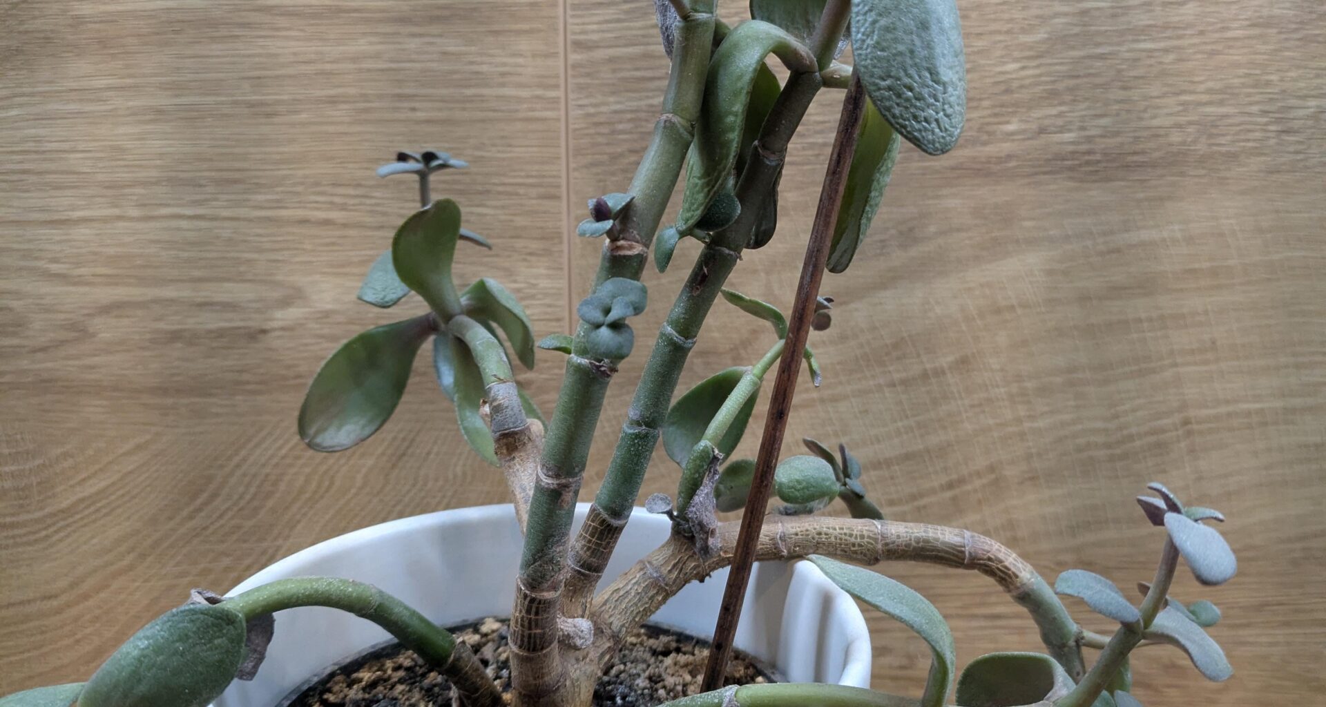 Wie bringe ich diese Pflanze wieder in Form?