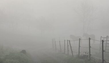 So ein morgendlicher Spaziergang durch den Nebel hat schon was...