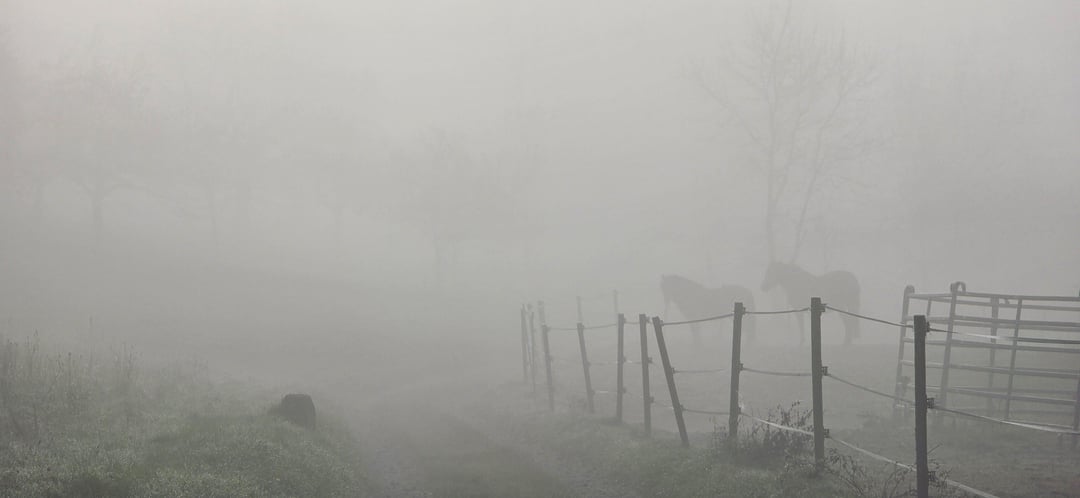 So ein morgendlicher Spaziergang durch den Nebel hat schon was...