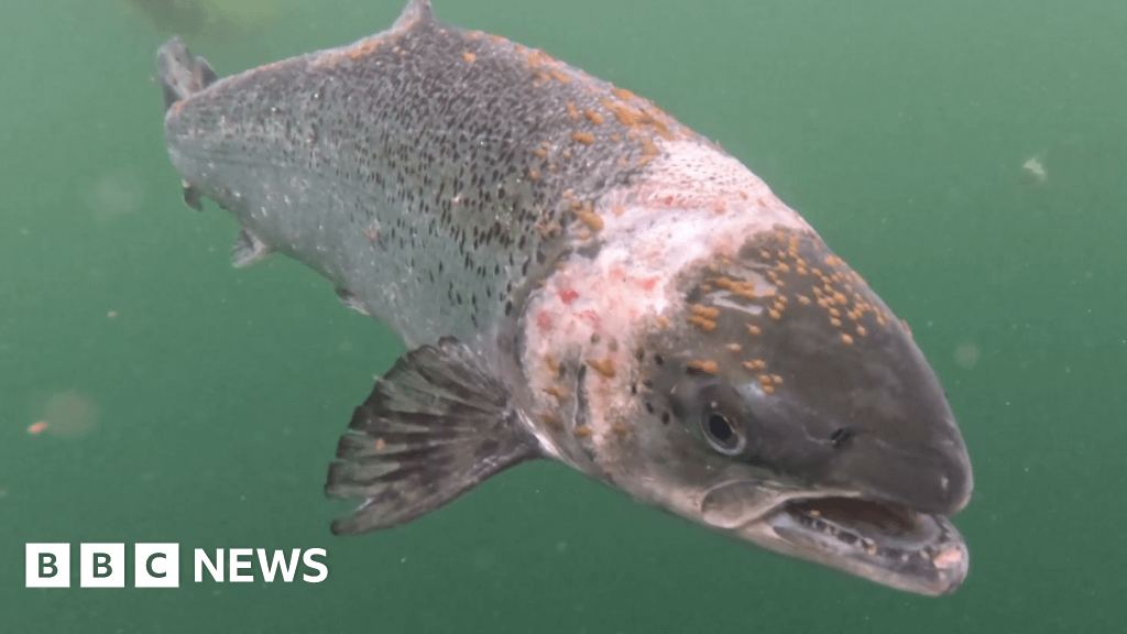 Tesco suspends fish farm after claims lice-infested salmon left in pen - BBC News
