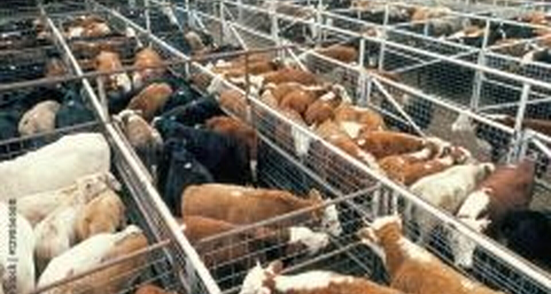 Part 1: Cattle Group Supports POTUS Cattle Packer Probe