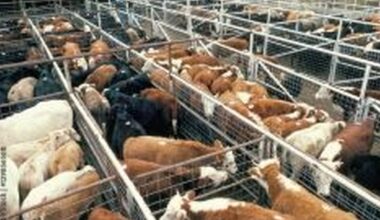 Part 1: Cattle Group Supports POTUS Cattle Packer Probe