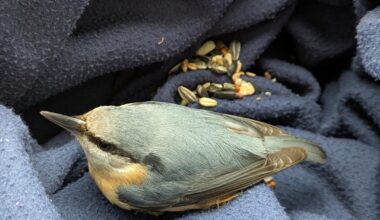 Obwohl ich seit Ewigkeiten meine Fenster nicht geputzt habe....