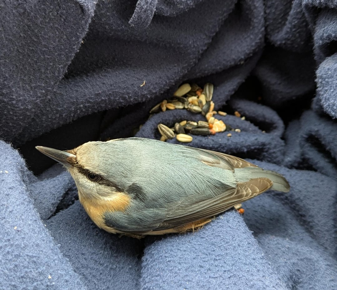 Obwohl ich seit Ewigkeiten meine Fenster nicht geputzt habe....