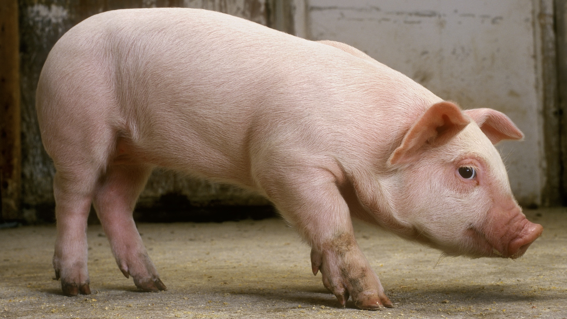 pink minipig in side profile
