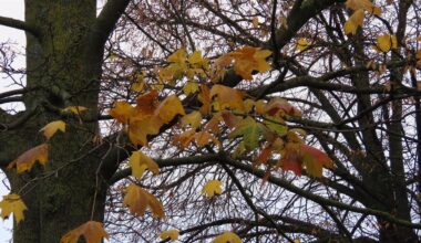 Friday will be a little cooler in Latvia / Article