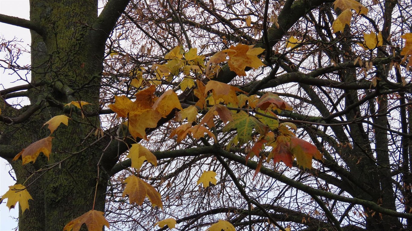 Friday will be a little cooler in Latvia / Article