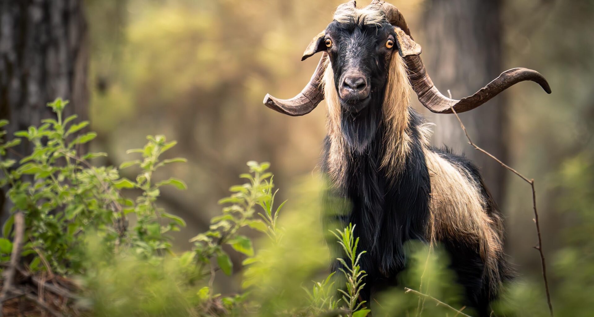 Aufgenommen während einer Wanderung durch die Wälder von Rhodos. 🐐