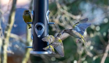 Erst Liebe, dann Drama – Grünfinken-Edition 🥰😂