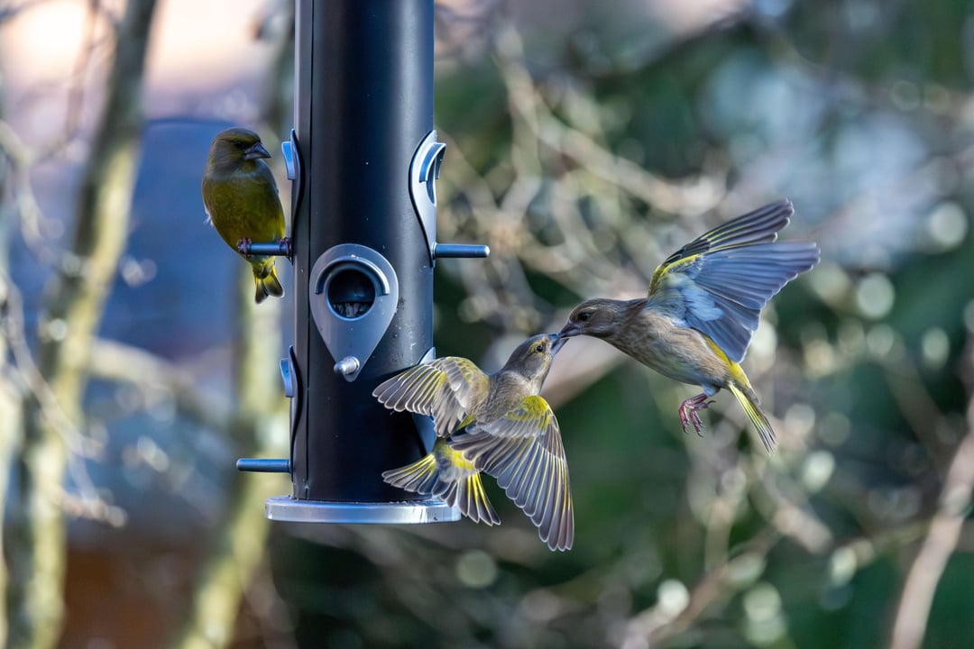 Erst Liebe, dann Drama – Grünfinken-Edition 🥰😂
