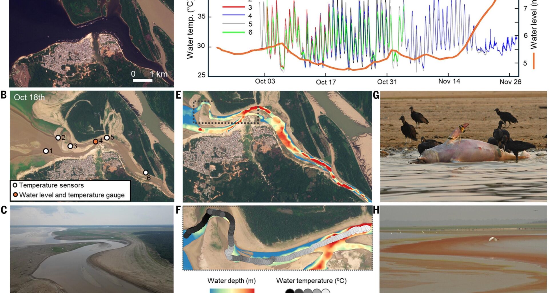 Water temperatures in Amazonian lakes rise to unprecedented levels, killing wildlife
