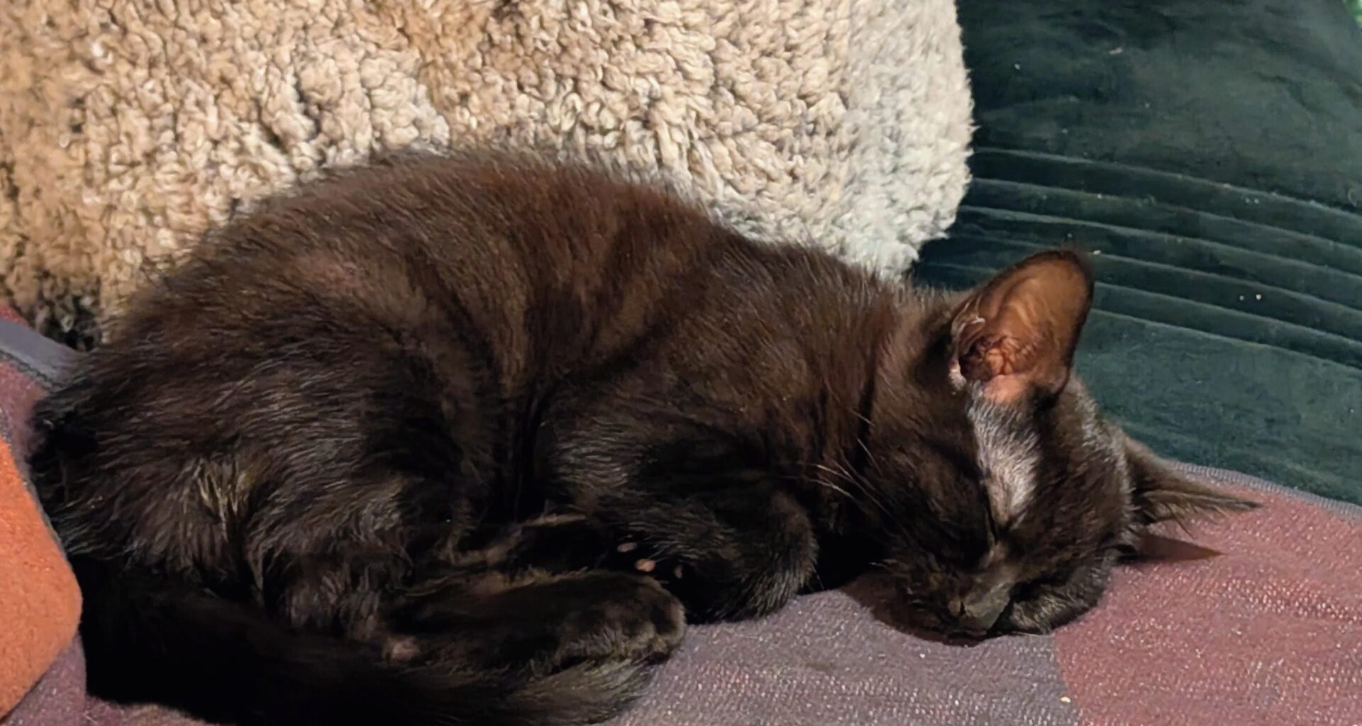 what would you think of a name "beastie" for a wee kitten?