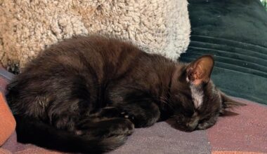 what would you think of a name "beastie" for a wee kitten?