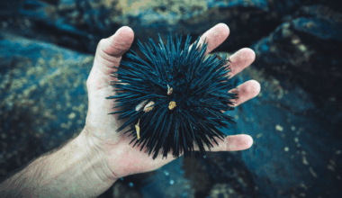Scientists Say Sea Urchins Are Basically Brains With Spikes