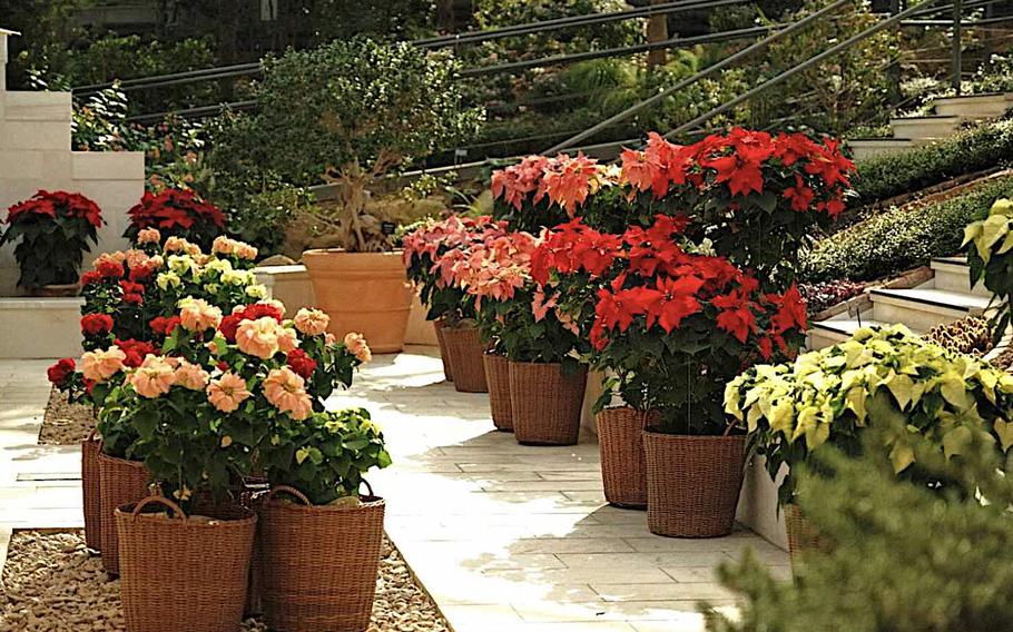 Different flowers’ pots