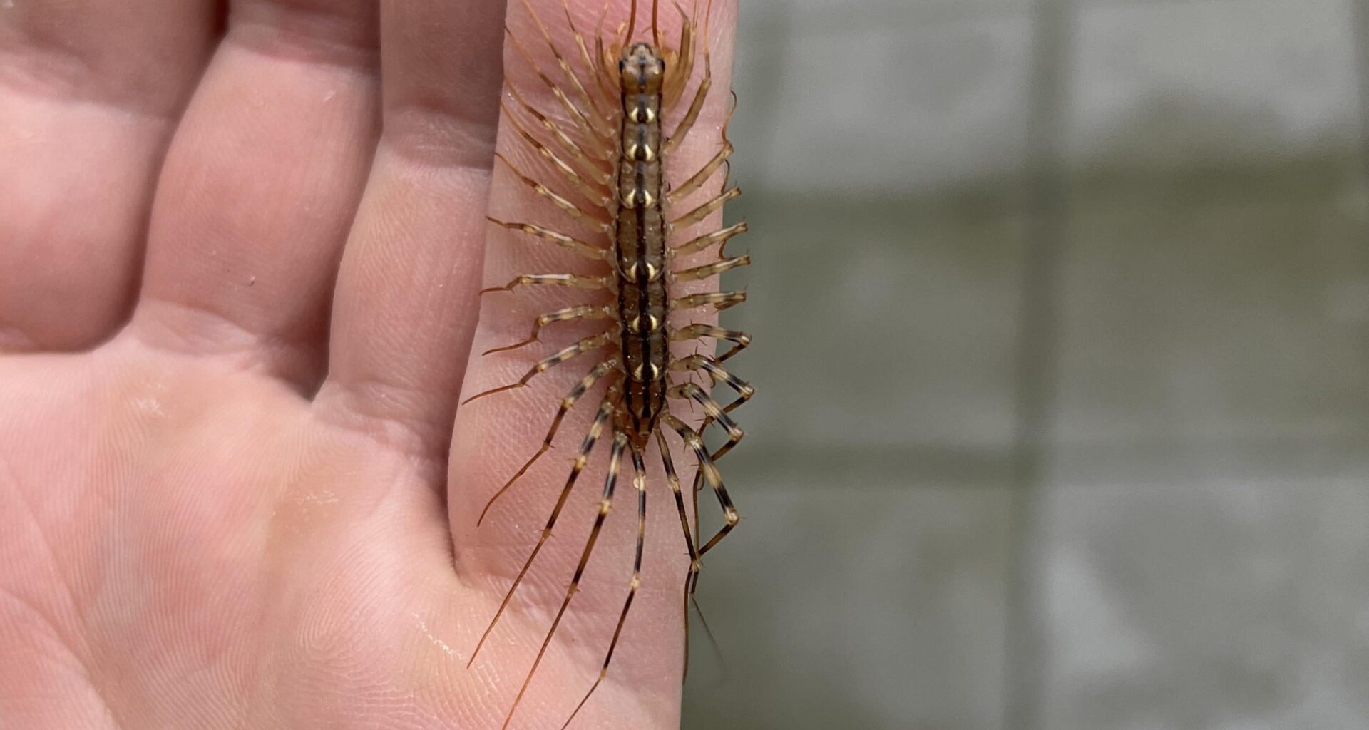 Spinnenläufer/ Spinnenassel in neuer Wohnung gefunden. (Kleiner Finger 6,5cm lang)
