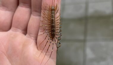 Spinnenläufer/ Spinnenassel in neuer Wohnung gefunden. (Kleiner Finger 6,5cm lang)