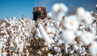 ICE cotton dips further on strong dollar, weak crude oil