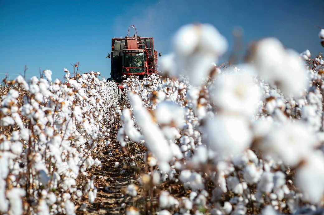 ICE cotton dips further on strong dollar, weak crude oil