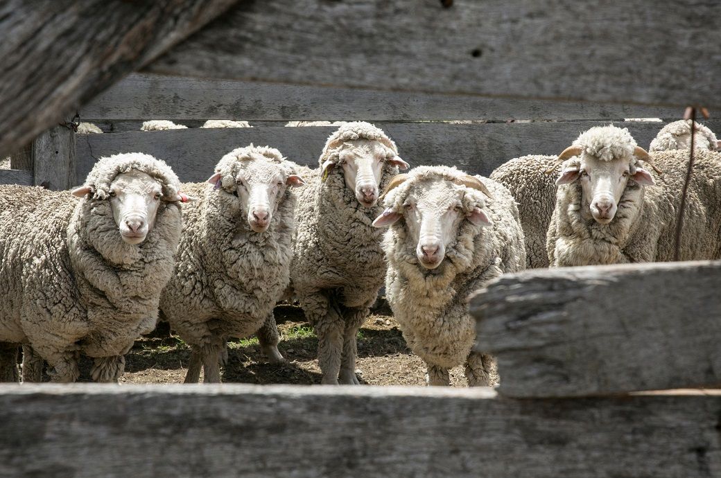 Australian wool market steadies as prices ease after strong gains