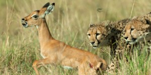 Pope takes down euthanasia with 3 sentences