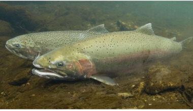 steelhead trout credit noaa fisheries