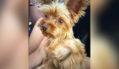 1 arrested, 1 at-large for allegedly stealing two dogs in Palm Springs – NBC Los Angeles