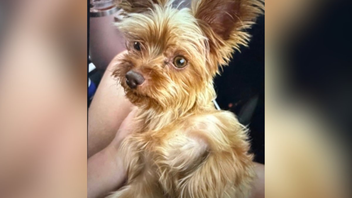 1 arrested, 1 at-large for allegedly stealing two dogs in Palm Springs – NBC Los Angeles