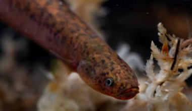 Conservationists excited by rare mudfish find