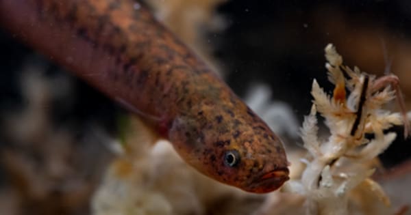 Conservationists excited by rare mudfish find