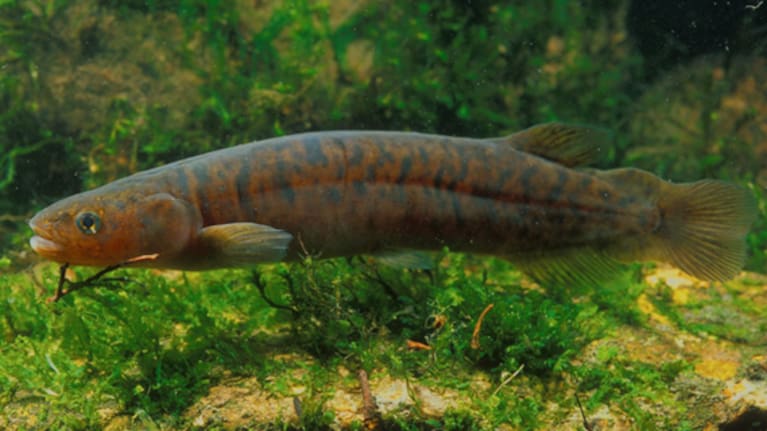 Wetland habitat loss or degradation could bring the end of entire populations of black mudfish.