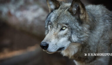 Χαλκιδική: Νέα εμφάνιση λύκου μέσα σε οικισμό ανησυχεί τους κατοίκους