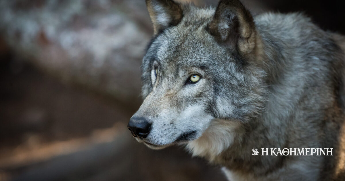 Χαλκιδική: Νέα εμφάνιση λύκου μέσα σε οικισμό ανησυχεί τους κατοίκους