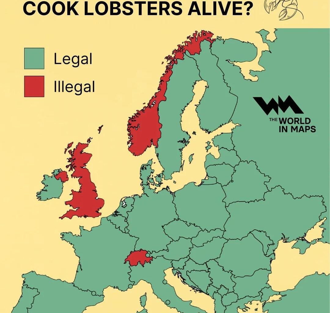 Boiling Lobsters alive in Norway