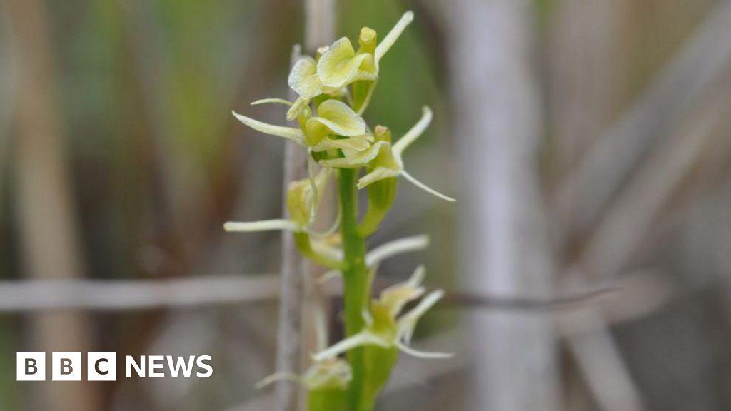 Rare Fen Orchid brought back from brink of extinction