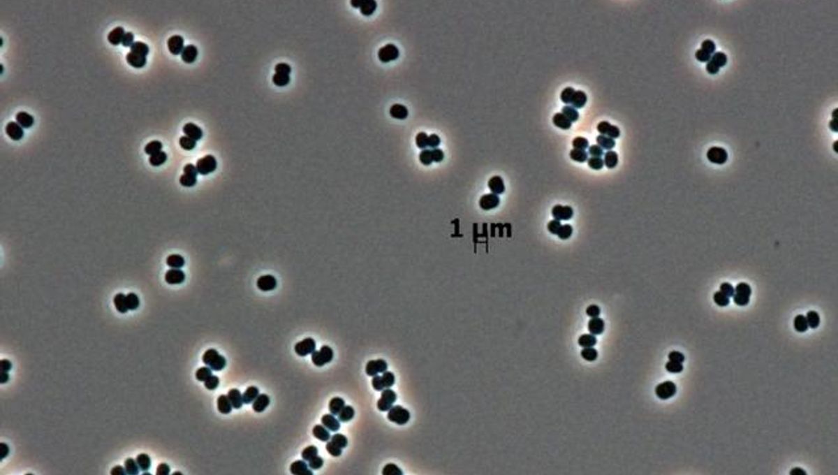 Bacteria That "Play Dead" May Have Been Accidentally Sent Into Space