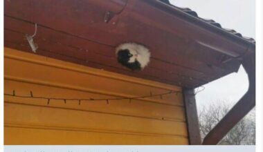 Still one of the funniest things I have ever seen. Love Eesti so much, tervitustega Soomest