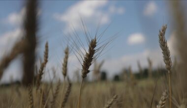 EU urges Poland, Hungary, Slovakia to remove Ukrainian import bans