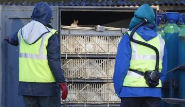 Belgium reports rising avian influenza cases in several provinces