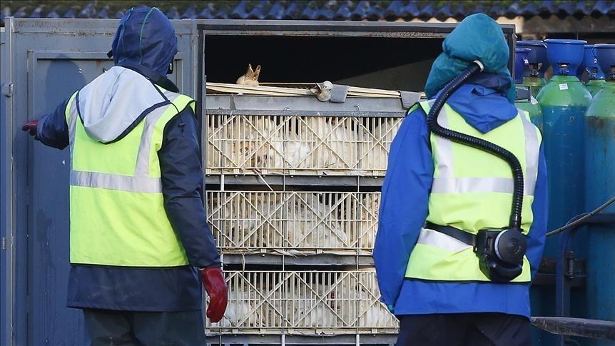 Belgium reports rising avian influenza cases in several provinces