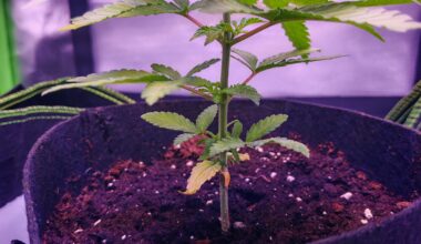 Bei welcher Nodie das Scrog Netz anbringen ohne Topping