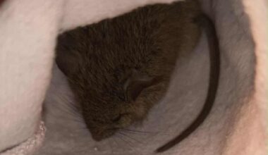 To coś mi wlazło do piwnicy, co to jest?