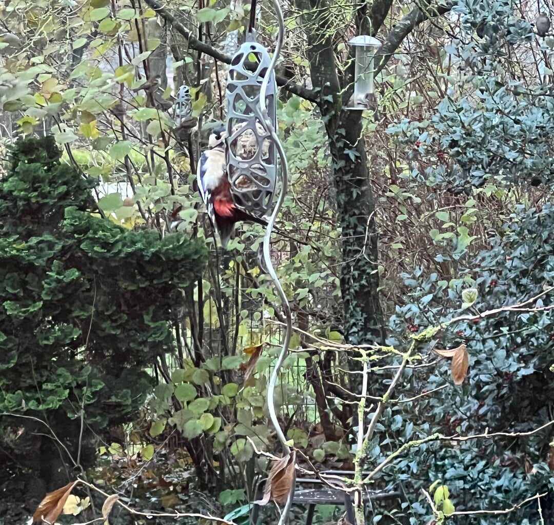 Buntspecht im Garten