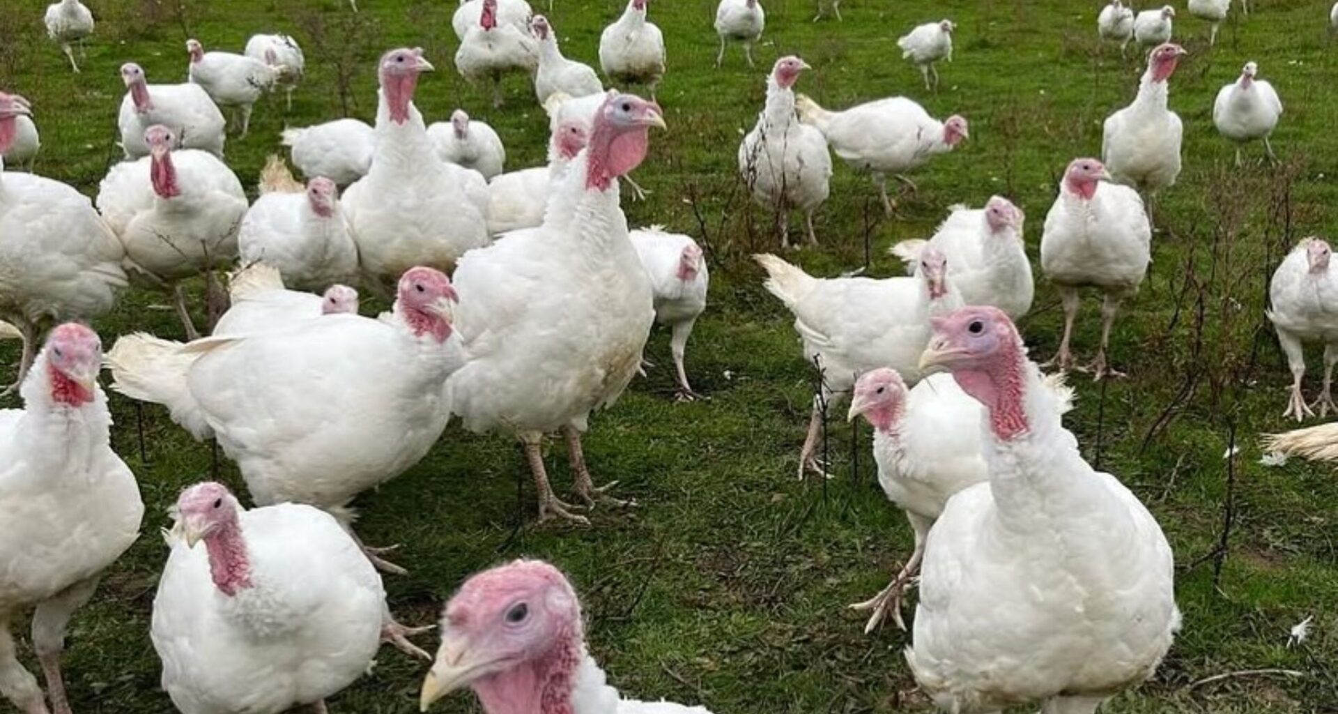 Turkeys