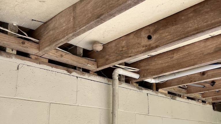 Two nests - one the size of a cricket ball and the other the size of a golf ball - were discovered just more than 100 metres apart.