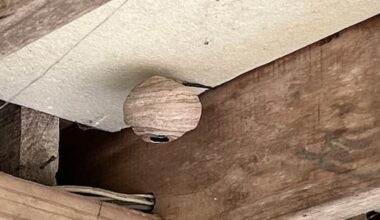 Hornet nests found 100m apart on Auckland's North Shore